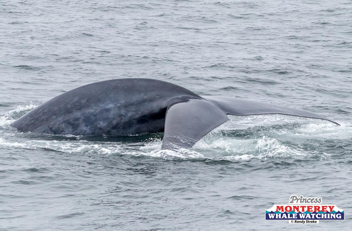 a whale jumping out of the water