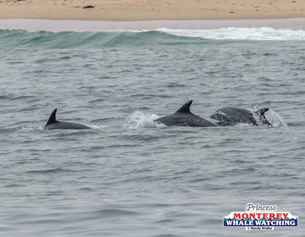 a dog swimming in a body of water