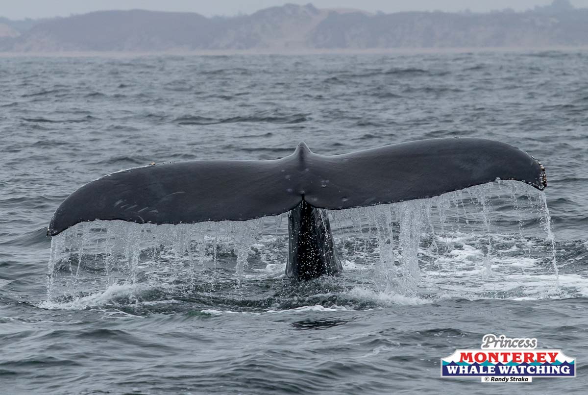 a whale jumping out of the water