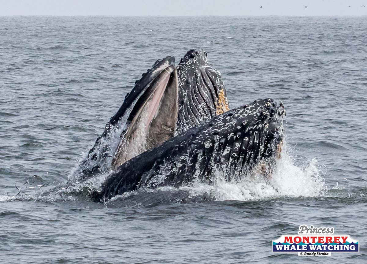 a whale jumping out of the water