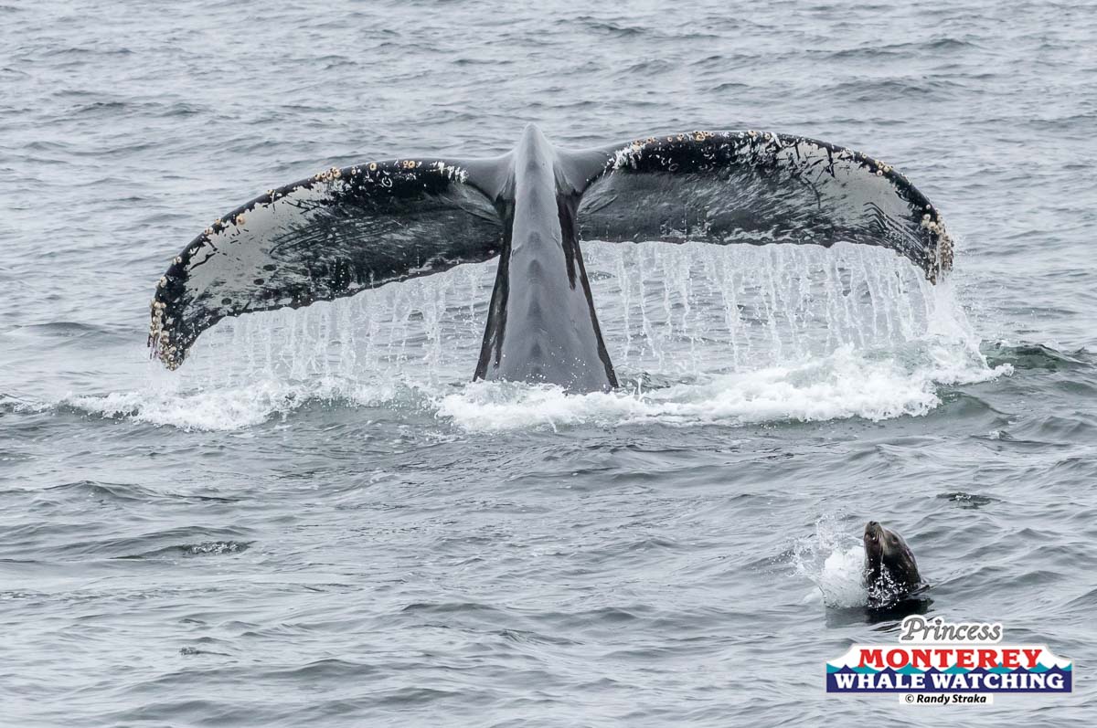 a whale jumping out of the water