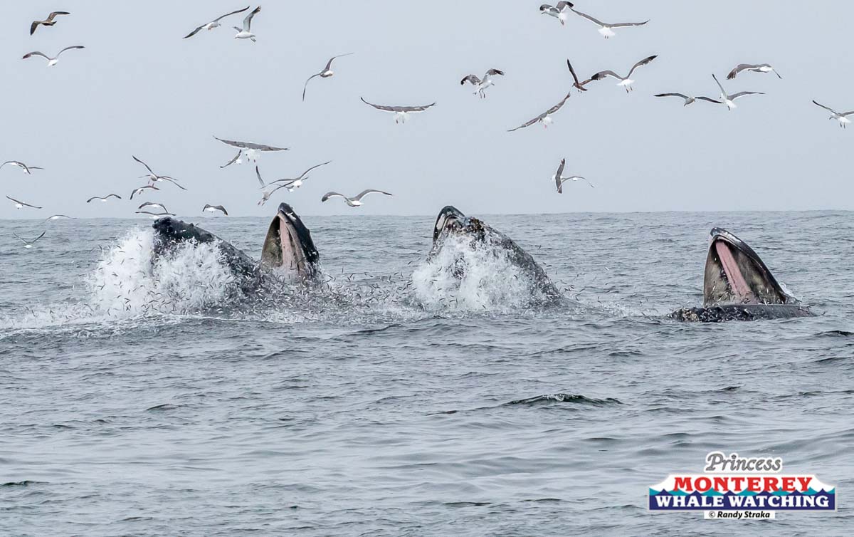 a flock of seagulls flying over a body of water