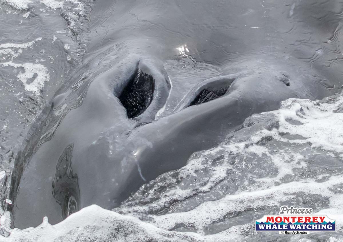 a close up of a snow covered mountain