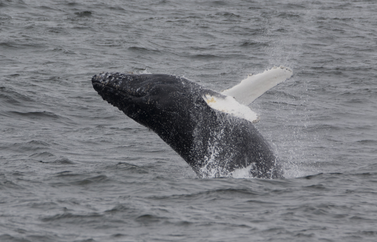 a whale jumping out of the water