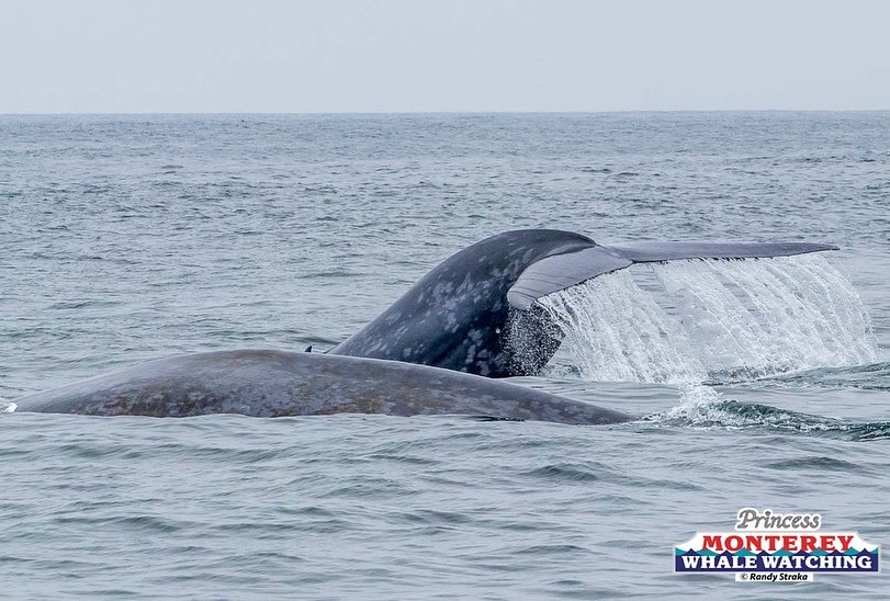 a whale jumping out of the water