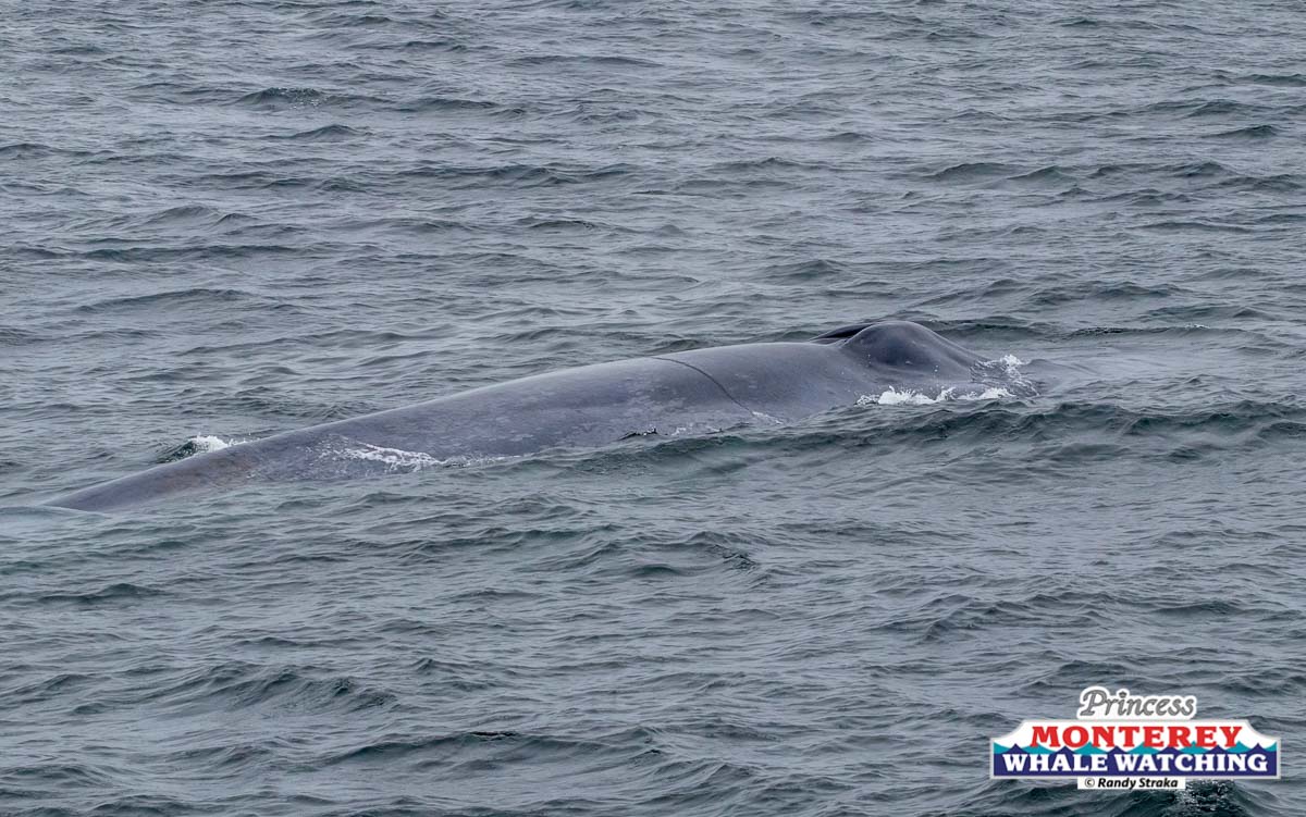 a whale swimming under water