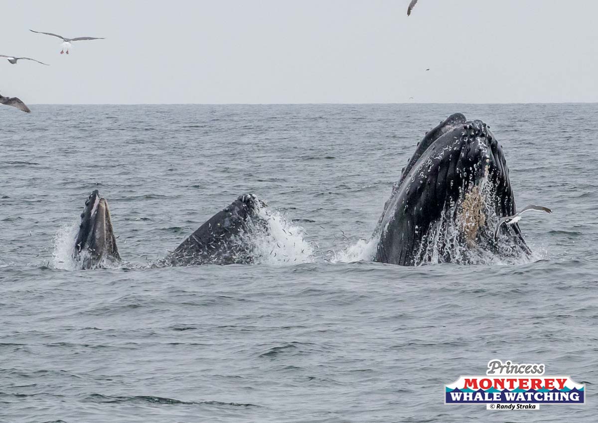 a whale jumping out of the water