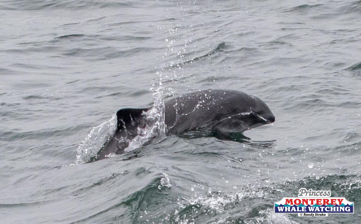 a dog swimming in a body of water
