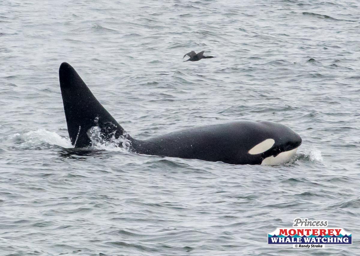 an animal swimming in the water