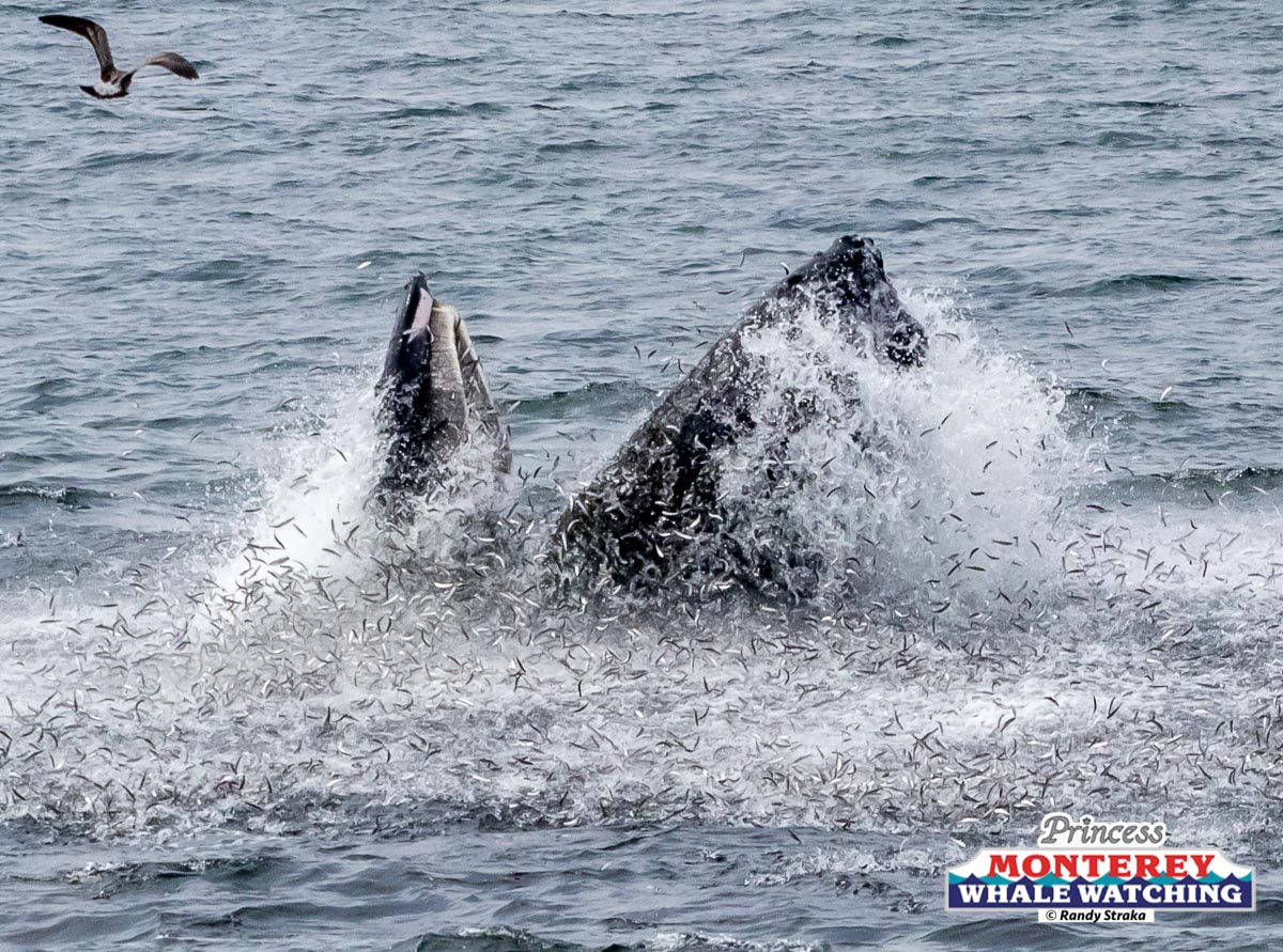 a group of people swimming in a body of water