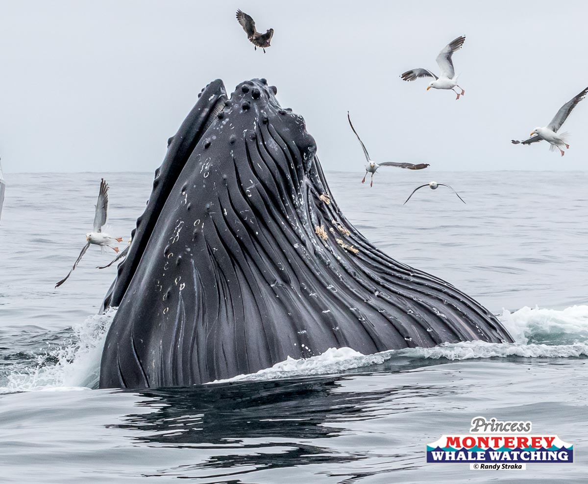a flock of seagulls flying over a body of water