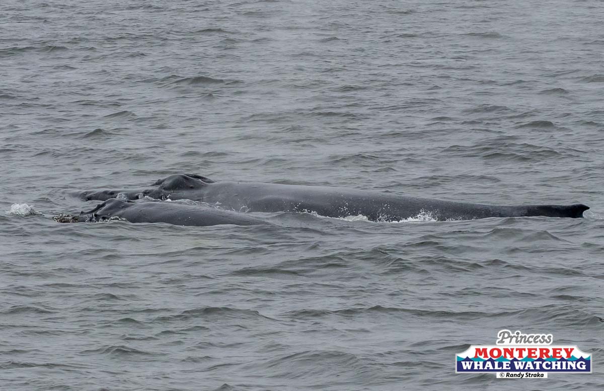 a whale swimming in the water