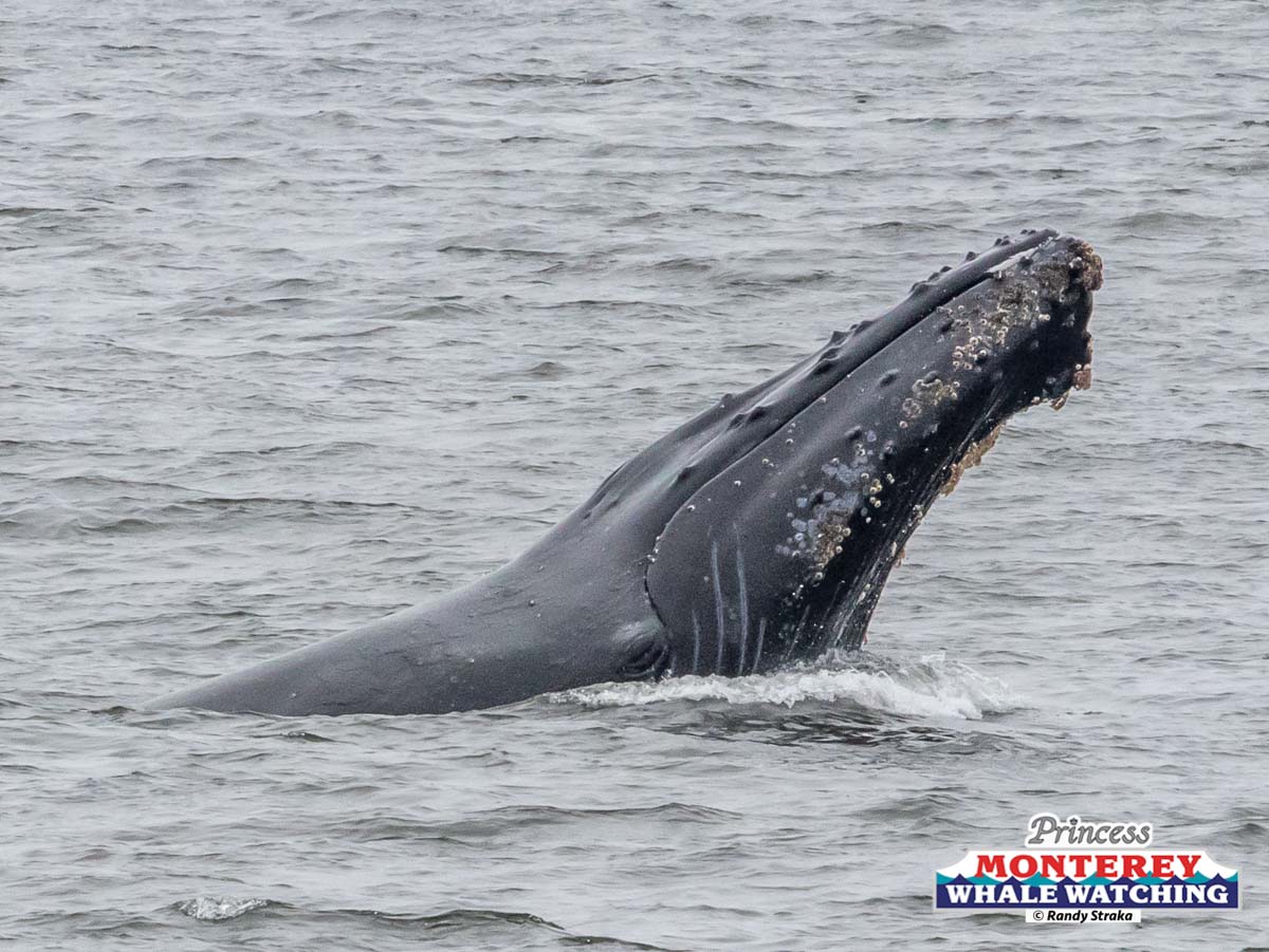 a whale jumping out of the water