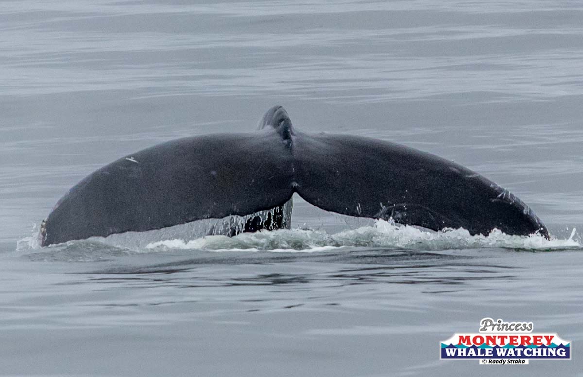 a whale jumping out of the water