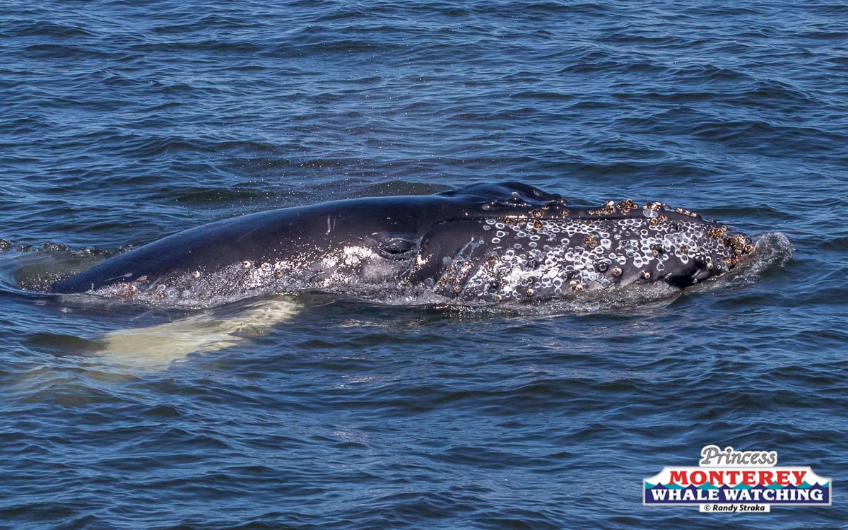 a whale jumping out of the water