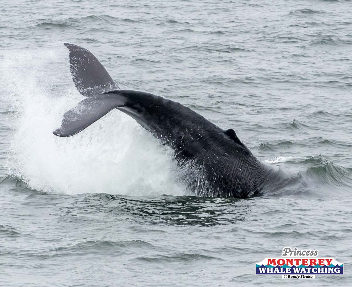 a whale jumping out of the water