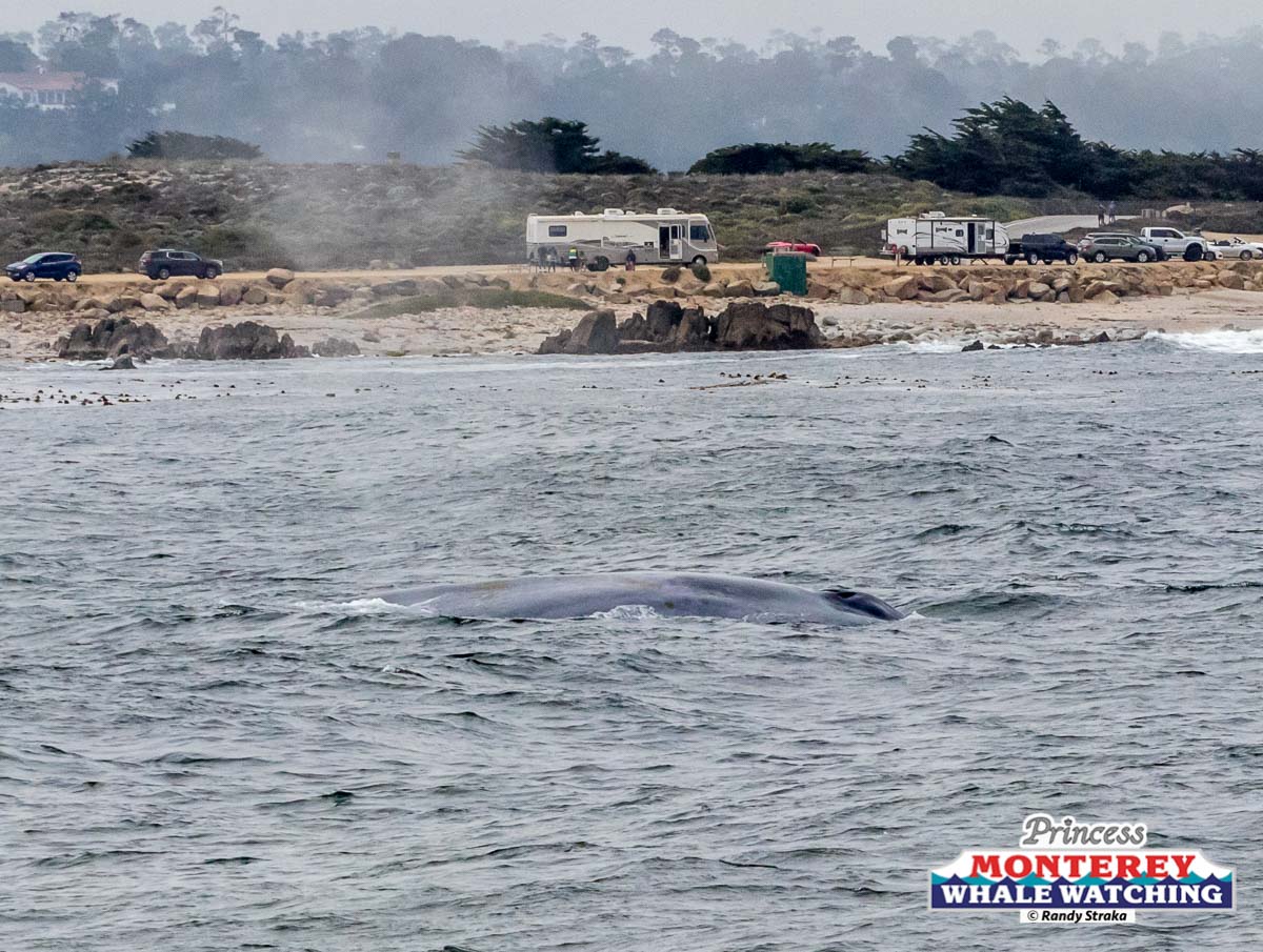 a whale jumping out of the water