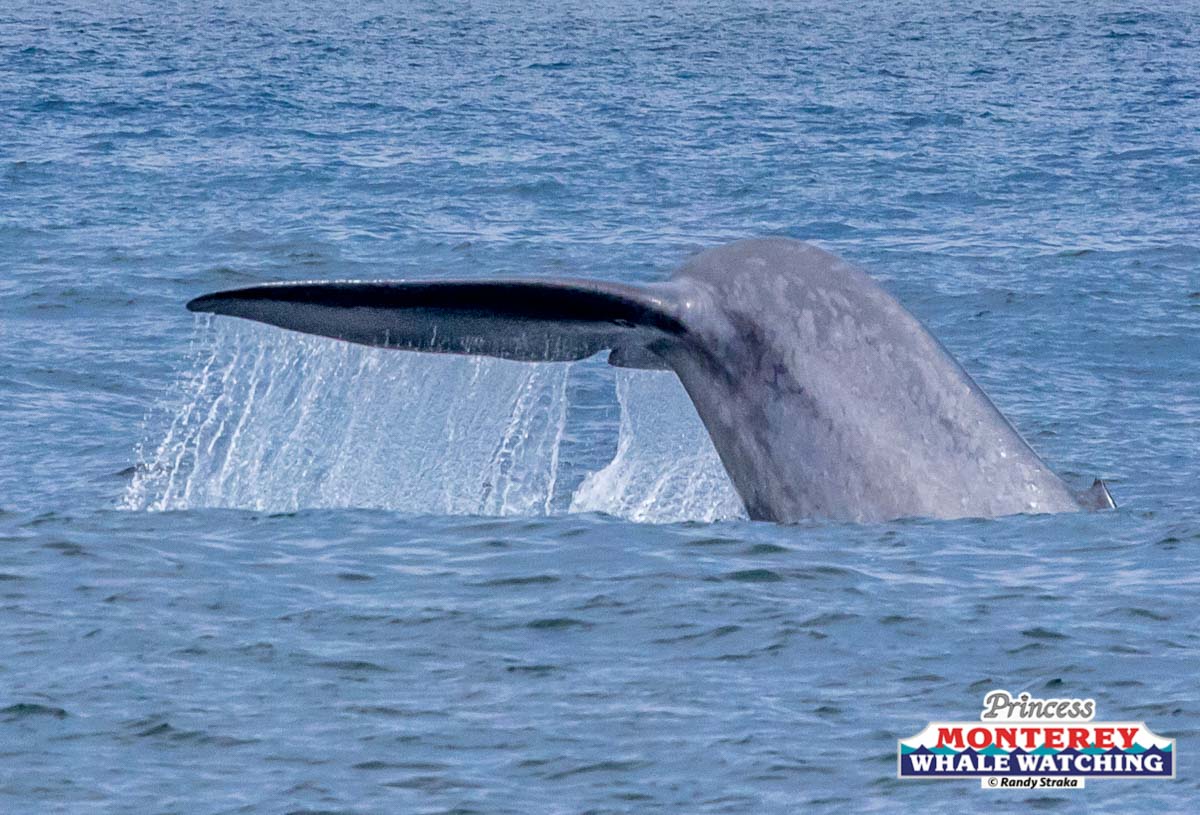 a whale jumping out of the water