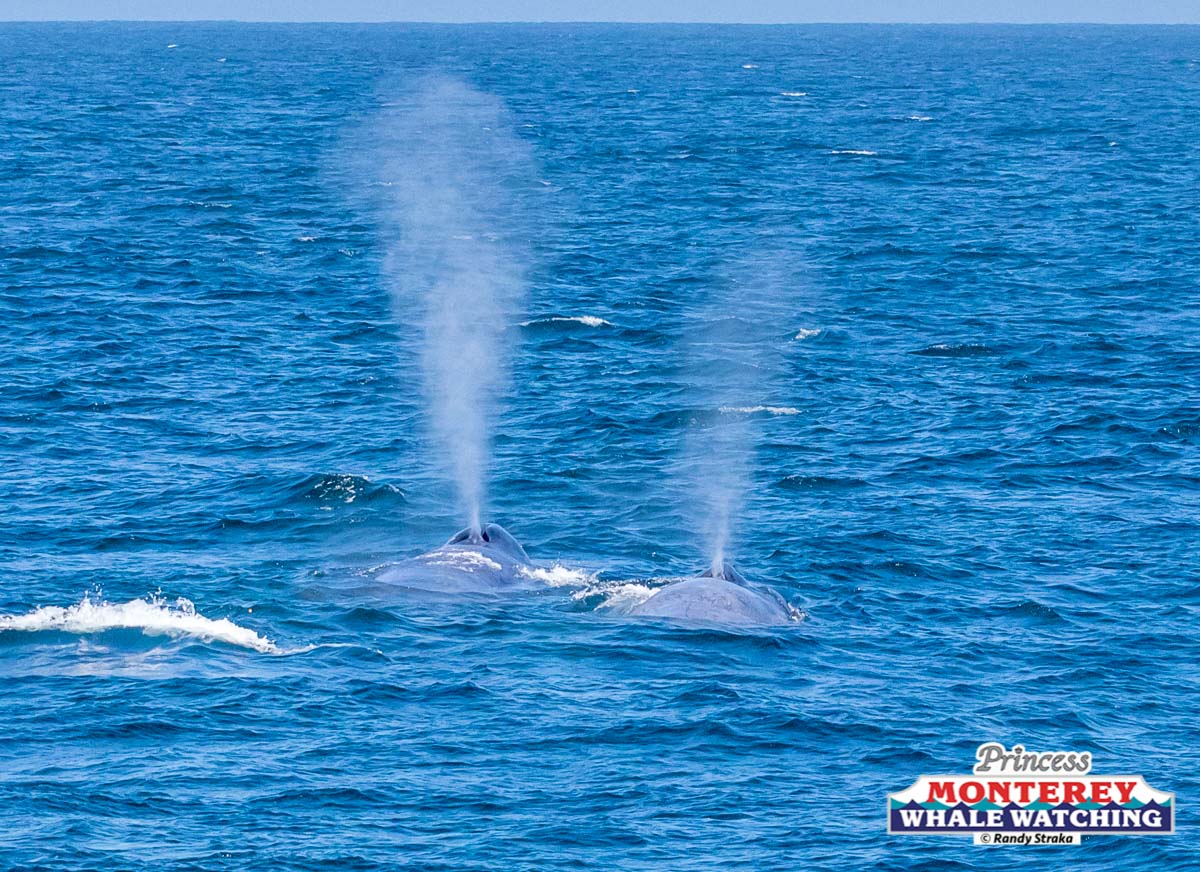 a whale jumping out of the water