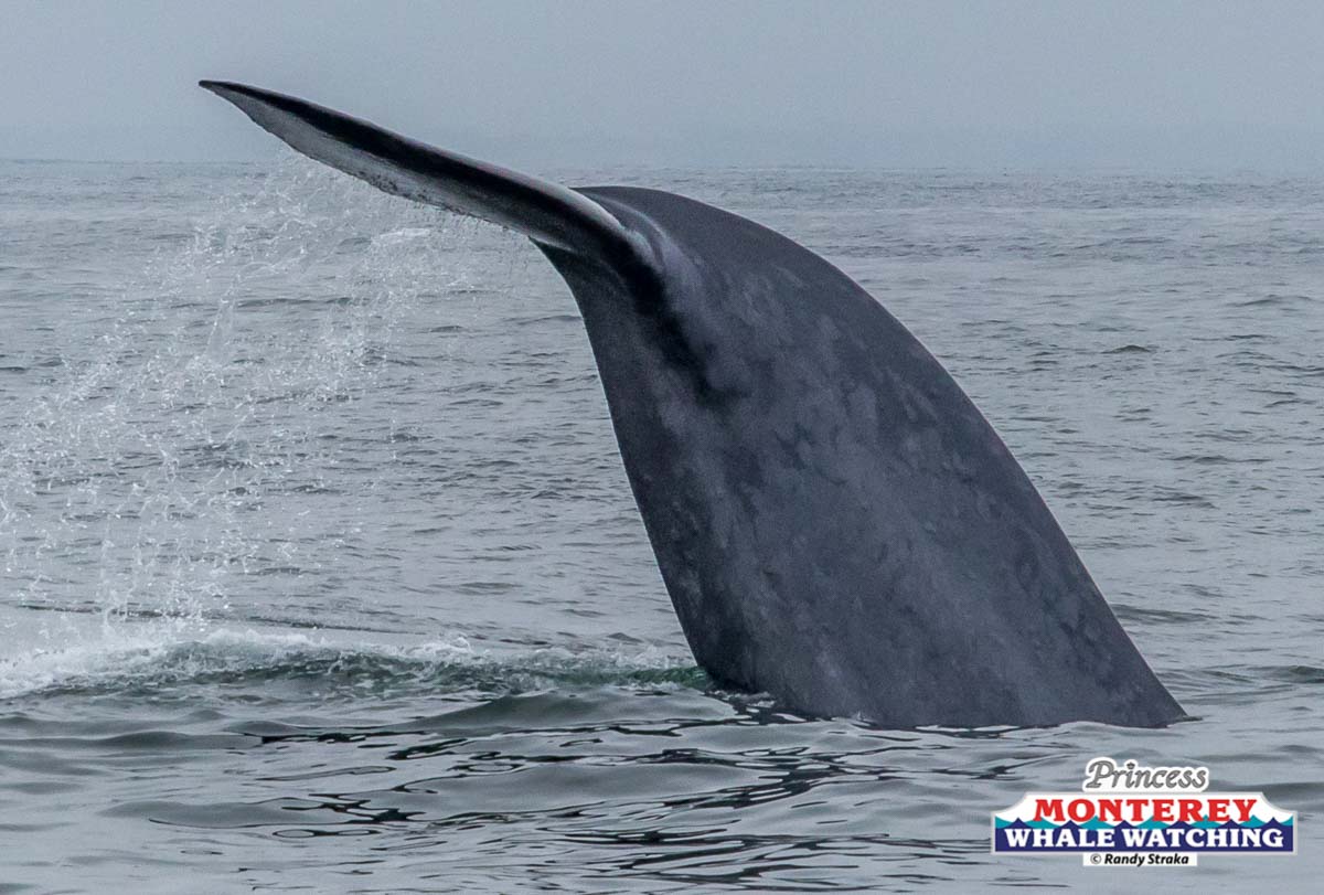 a whale jumping out of the water