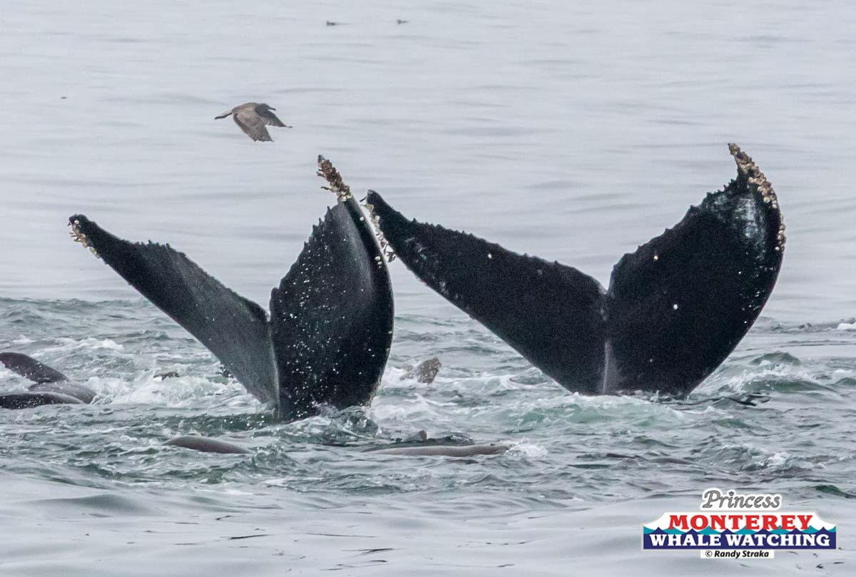 a flock of seagulls are swimming in a body of water