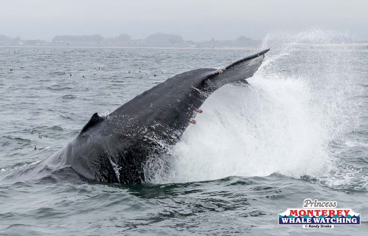 a whale jumping out of the water