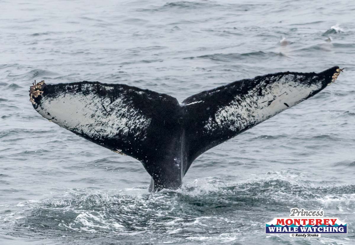 a whale jumping out of the water