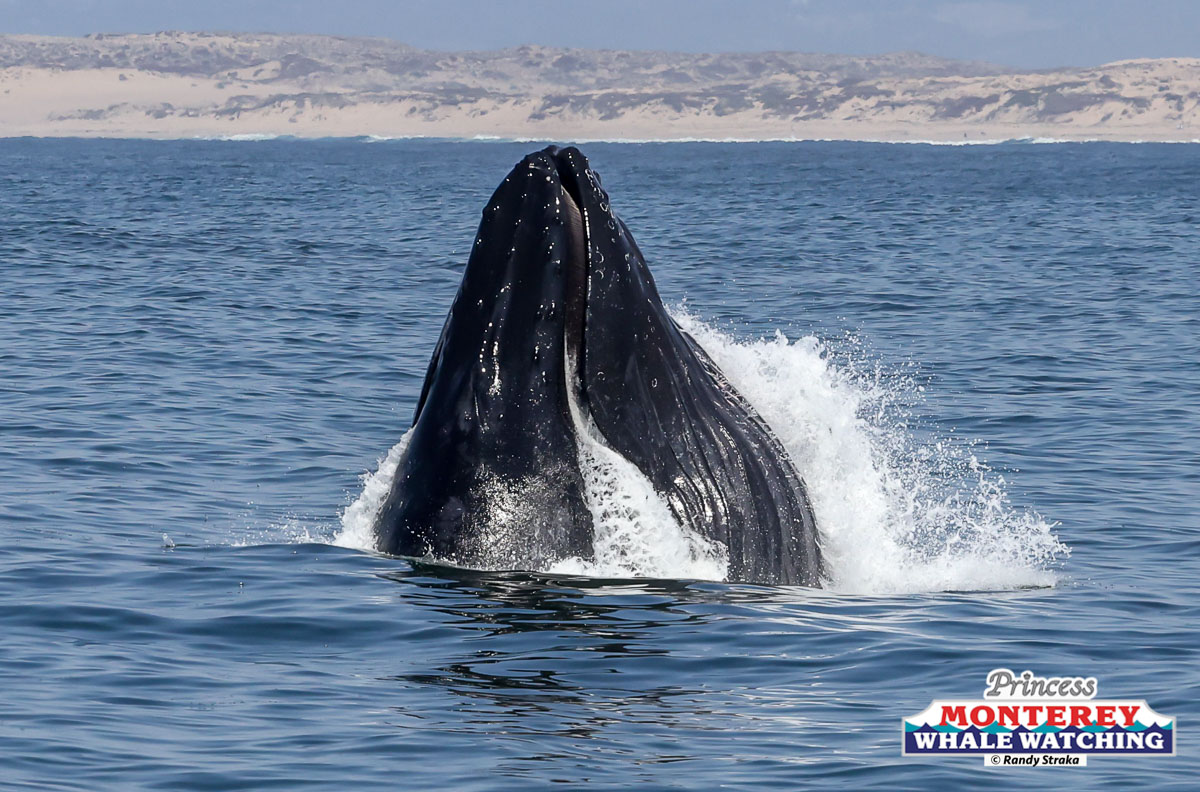 a whale jumping out of the water