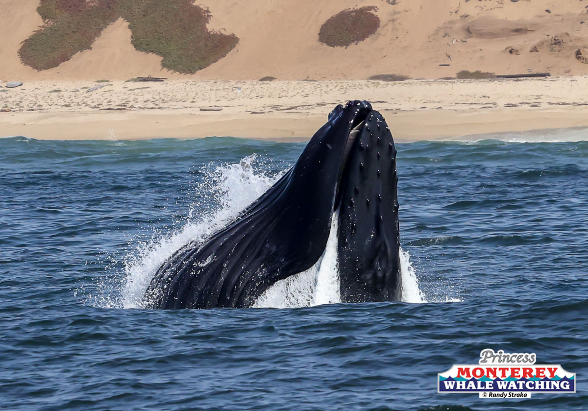 a whale jumping out of the water