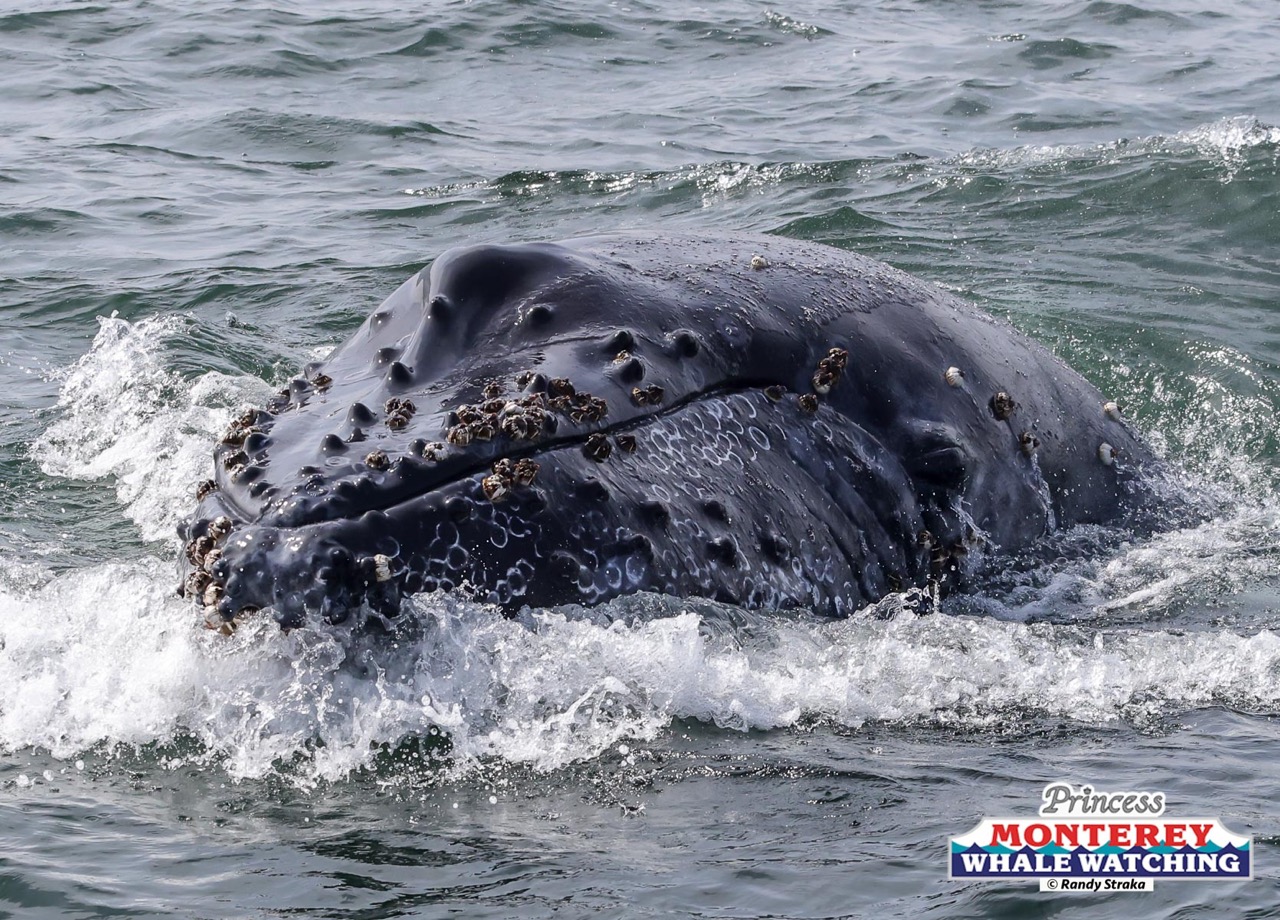 a whale jumping out of the water