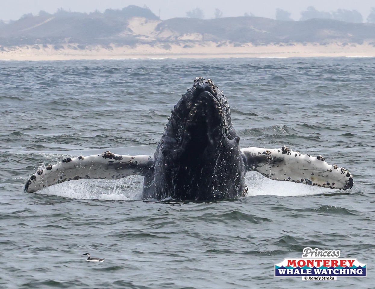 a whale jumping out of the water