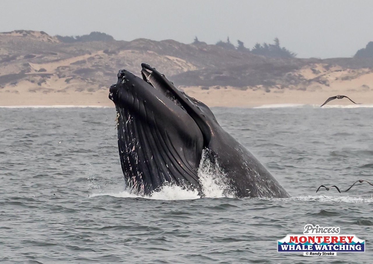 a whale jumping out of the water