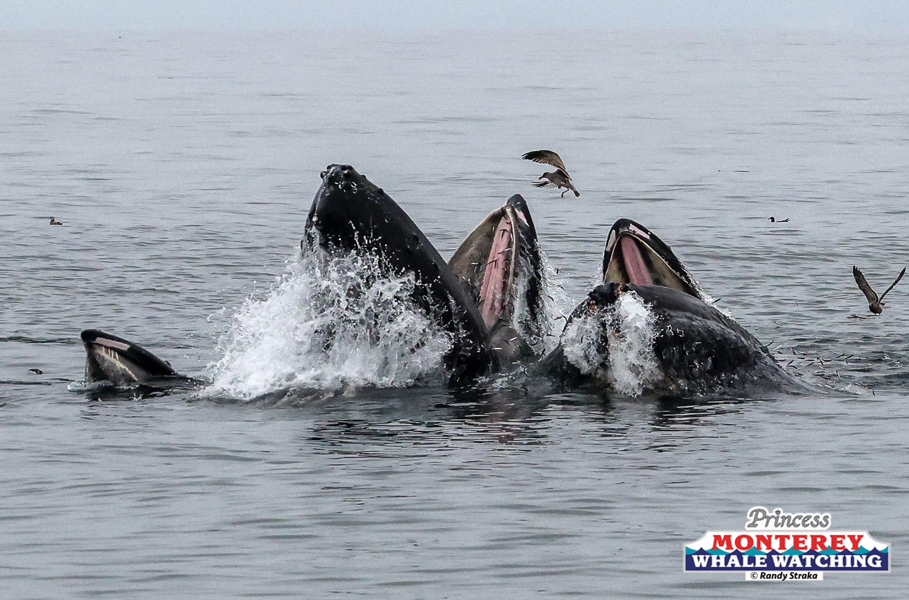 a bird sitting on top of a body of water