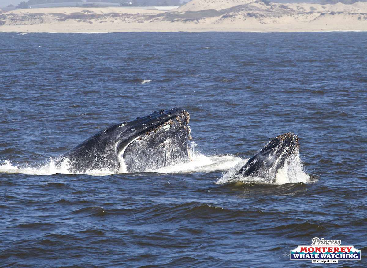 a whale jumping out of the water
