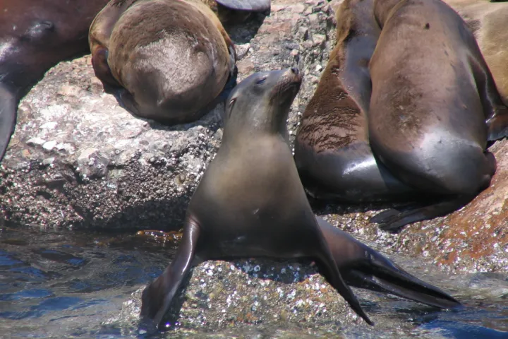 a seal on a rock next to a body of water