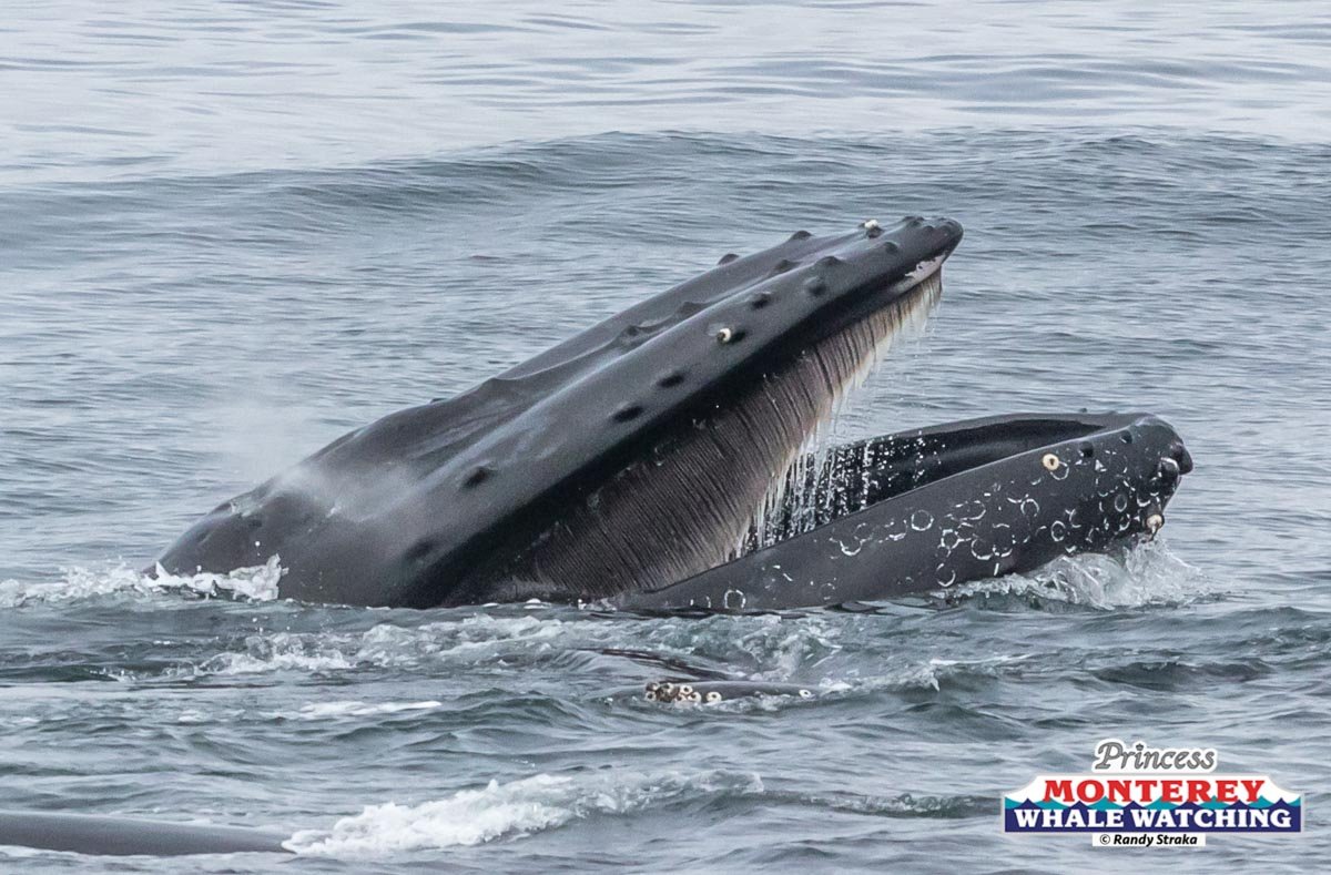a whale jumping out of the water