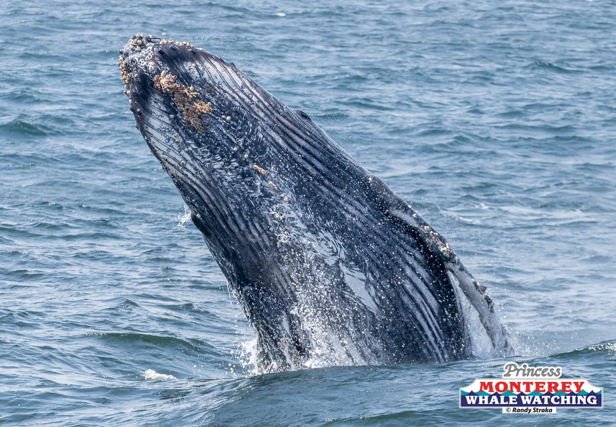 a whale jumping out of the water