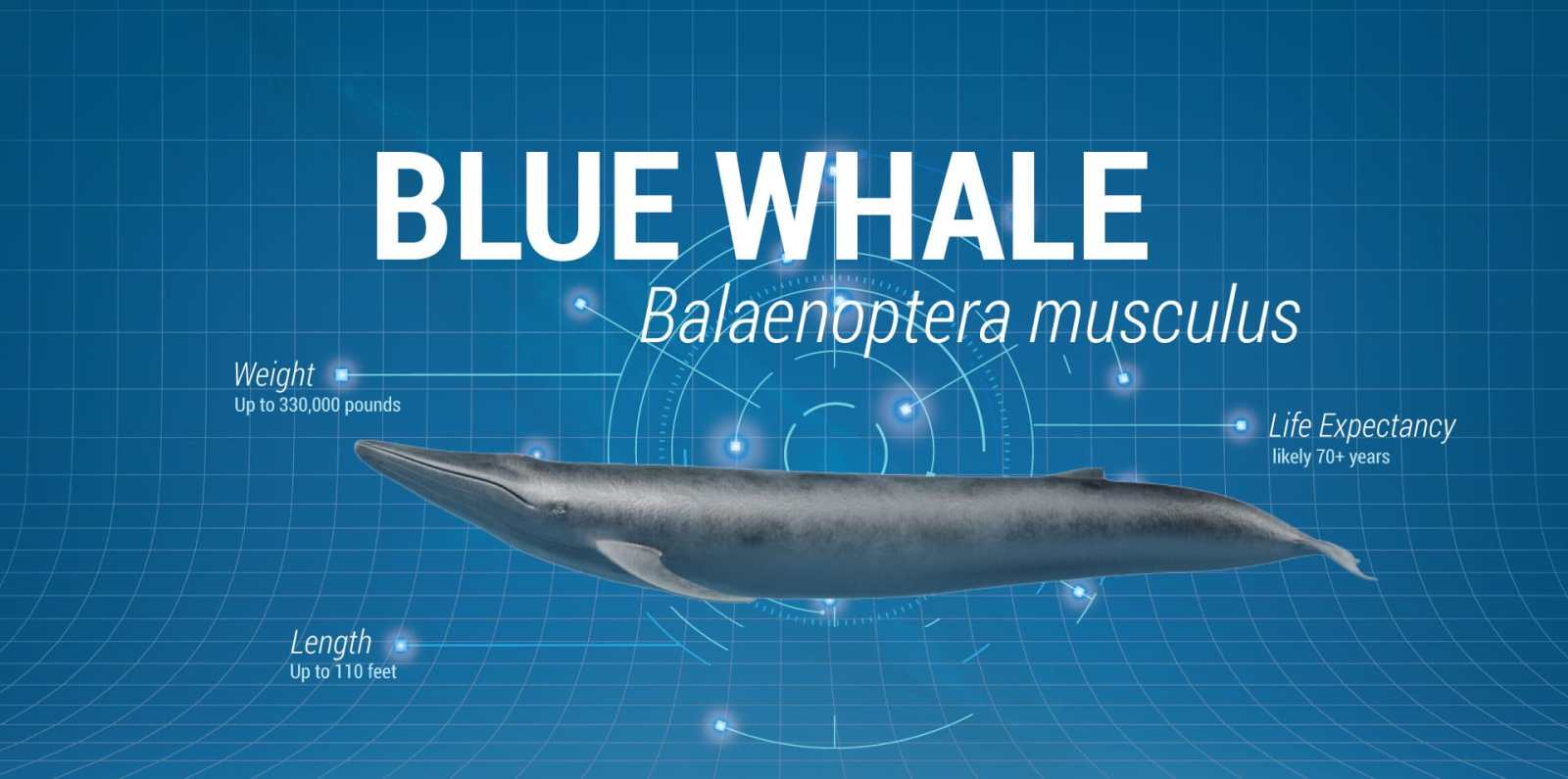 Blue Whale diagram
