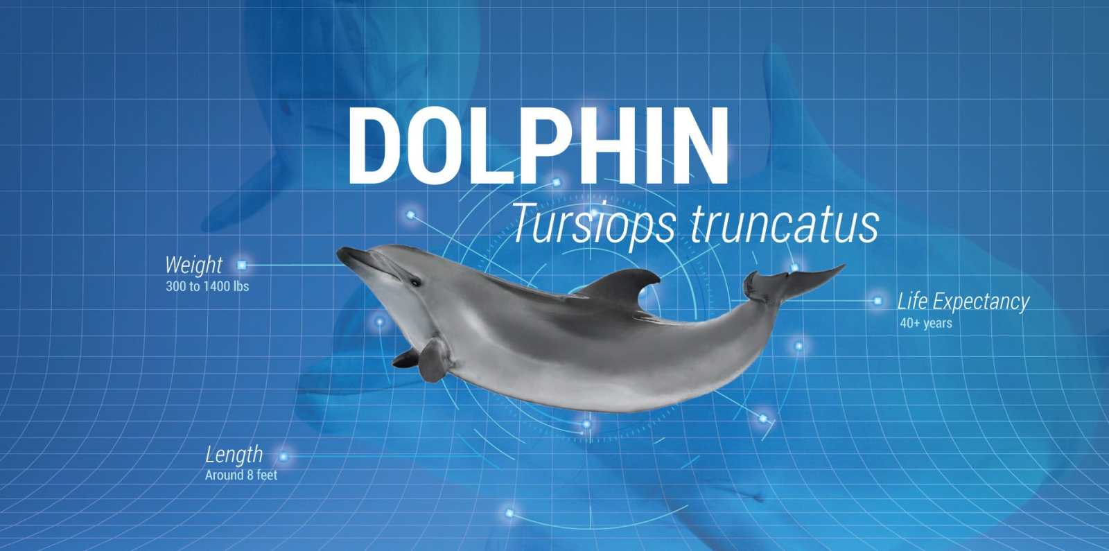 Dolphin a close up of a blue wall