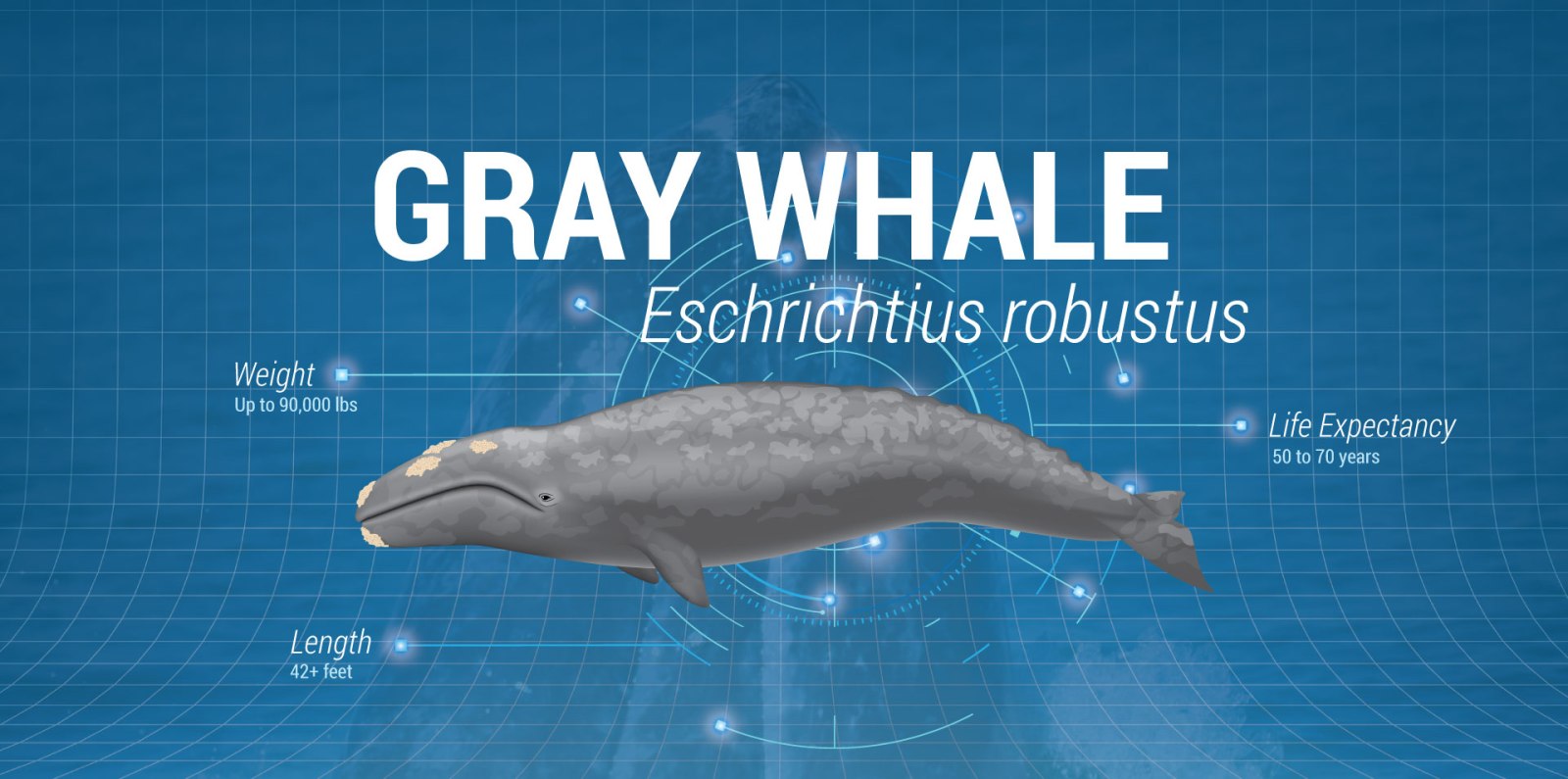 Gray Whale a fish swimming under water