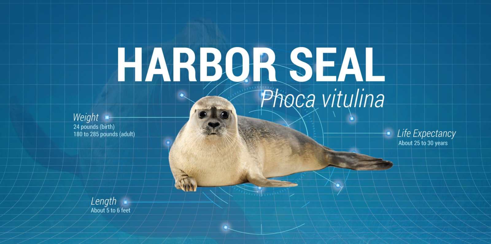 Harbor Seal text