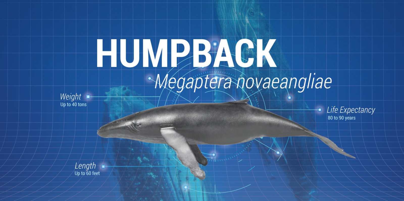 Humpback Whale a close up of an animal