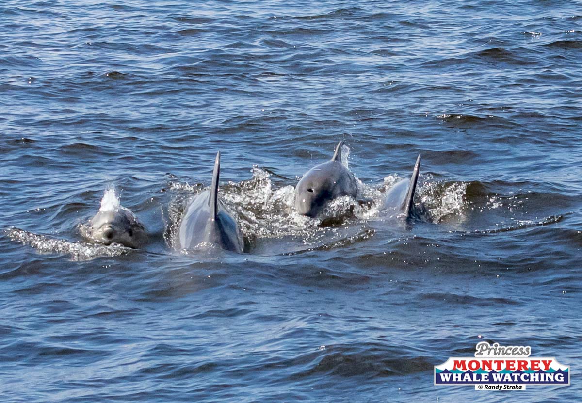 a bird swimming in water