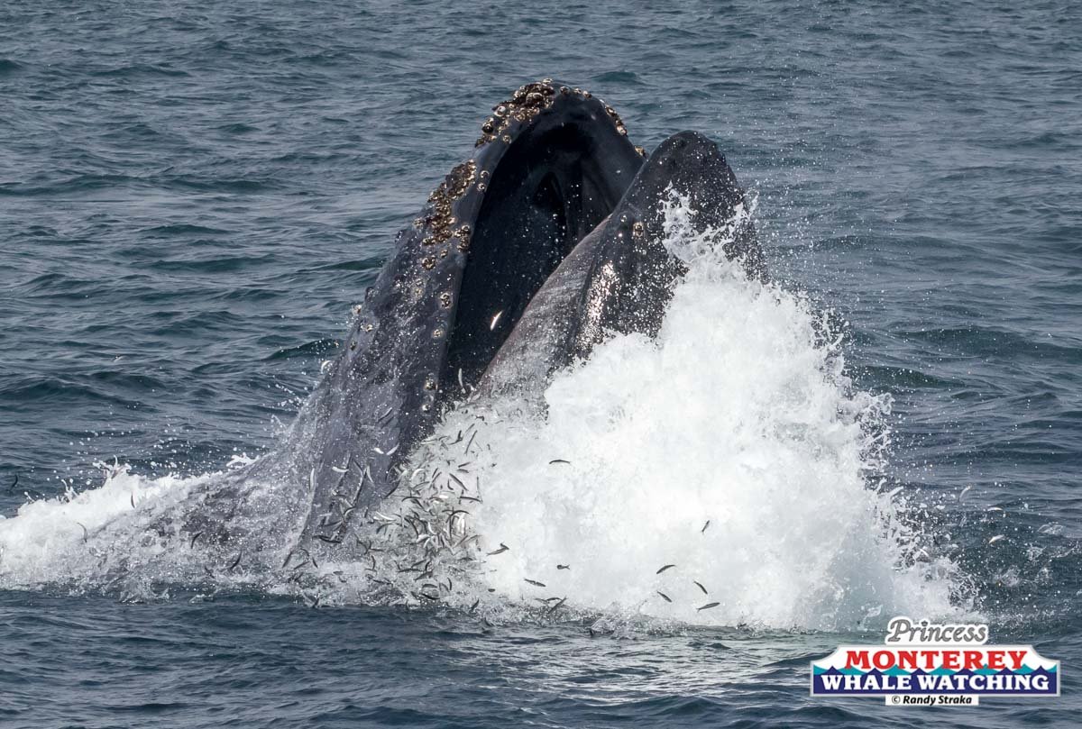 a whale jumping out of the water