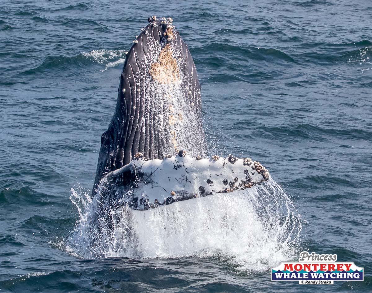 a whale jumping out of the water