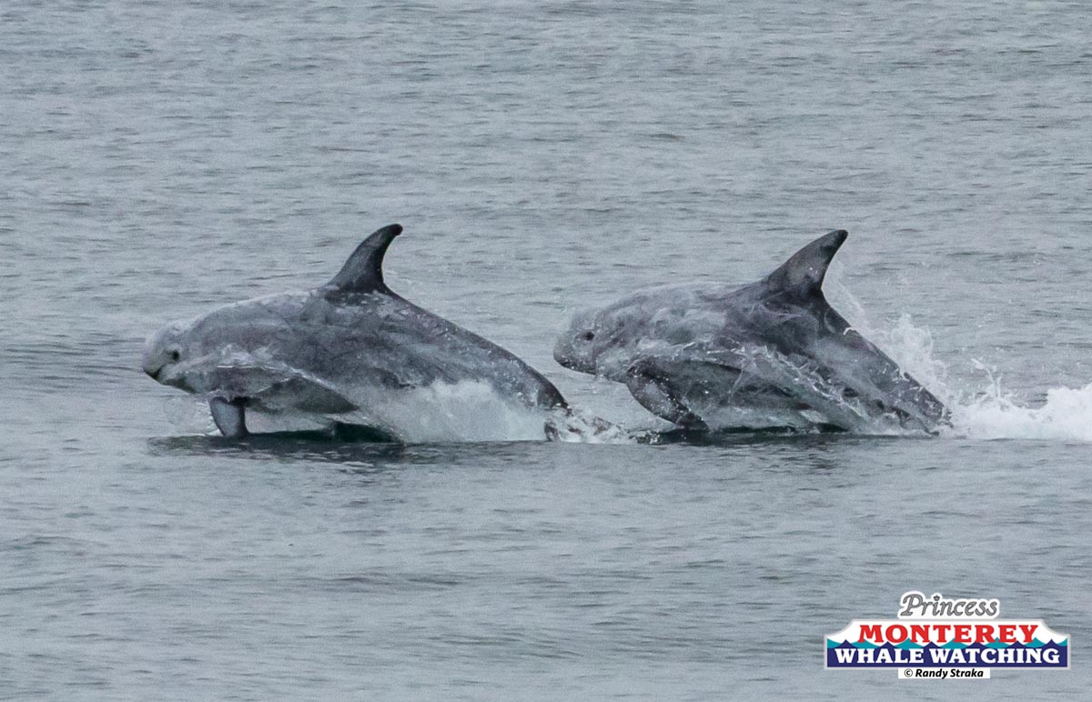 a dolphin swimming in a body of water