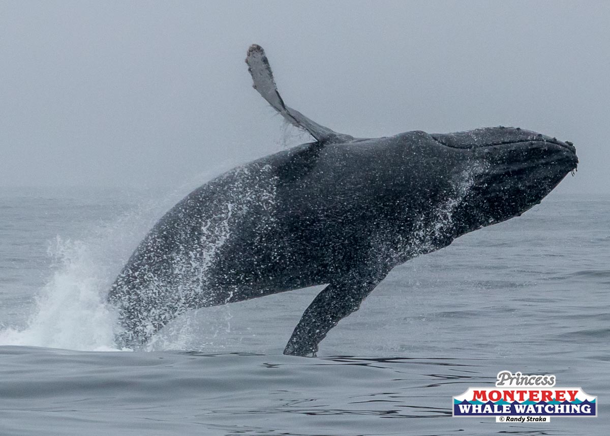 a whale jumping out of the water