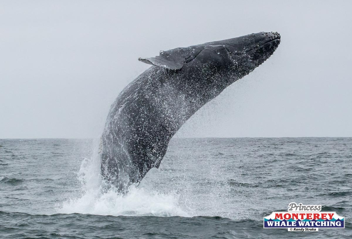 a whale jumping out of the water