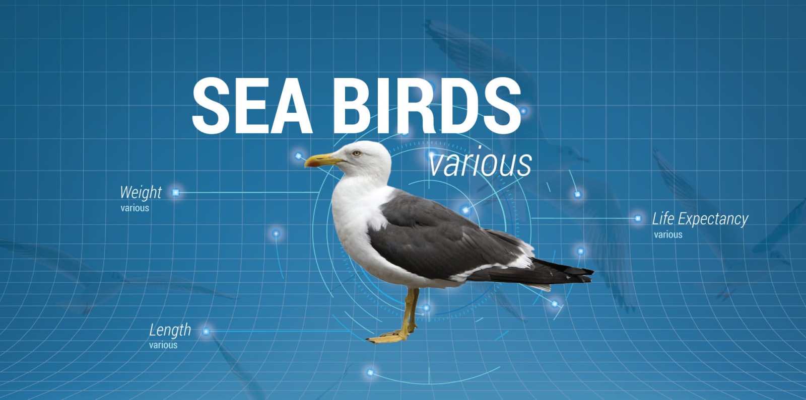 Sea Birds a bird sitting on a blue surface