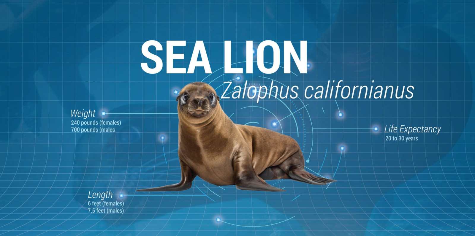 a dog sitting on a table